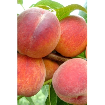 Свіжі персики сорту Редхавен на гілці
