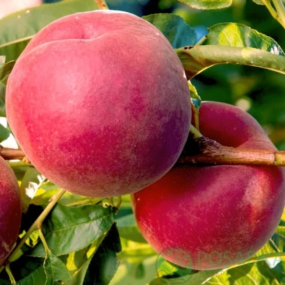 Дозрілі персики на гілці - Роял Естейт 1