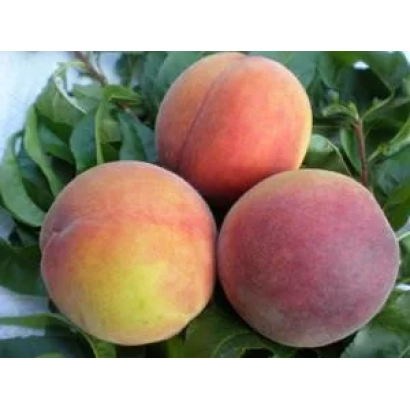 Три персики сорту Рум'яний Нікитський на зелених листках