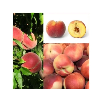 Свежие персики на ветке и в куче, разрезанный плод - РУТЕНИЯ