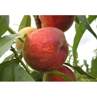 Спелые персики сорта Syaivo на ветке - Сяйво