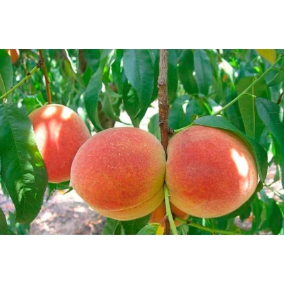 Персики на гілці серед листя - Щедрий
