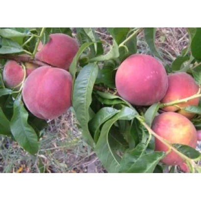 Спелые персики на ветке с зелеными листьями - СЕРДОЛИК