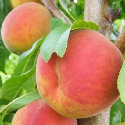 Сочные персики на ветке - Сказка