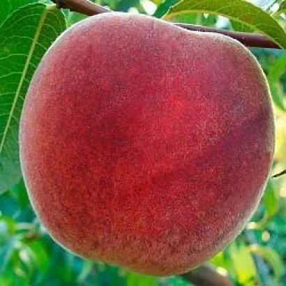 Дозрілий персик на гілці - Славутич