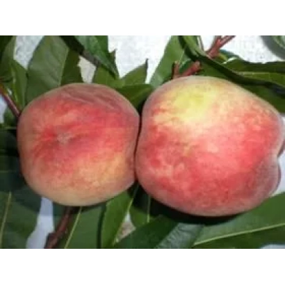 Two Sonata Tavridy peaches on green leaves