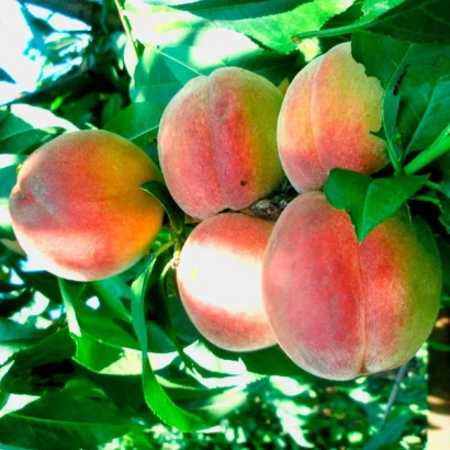 Свіжі персики на гілці з зеленими листками - РАДЯНСЬКИЙ