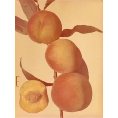 Peach on a branch with leaves - Starter