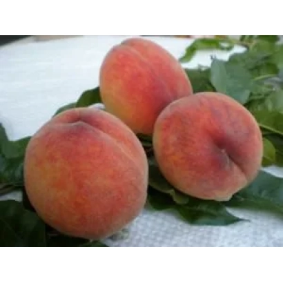 Три персики Темисовський на листках