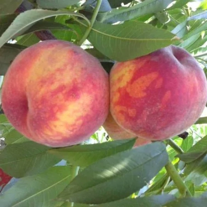 Two ripe peaches on a branch with green leaves - BAVLOVSKY