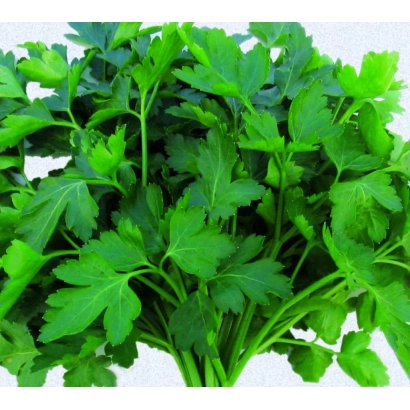Свежая петрушка Амстердамсе Сний