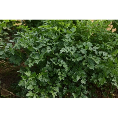 Fresh parsley growing in a garden bed - ARLEKINO