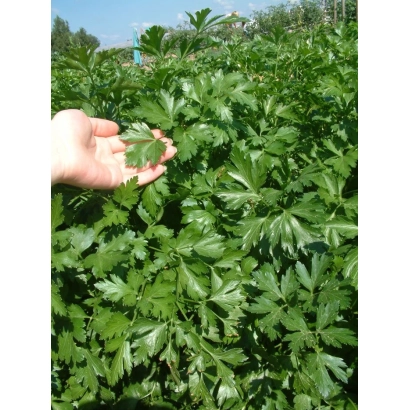 Hand holding a parsley leaf against a backdrop of lush greenery - Bogatyr