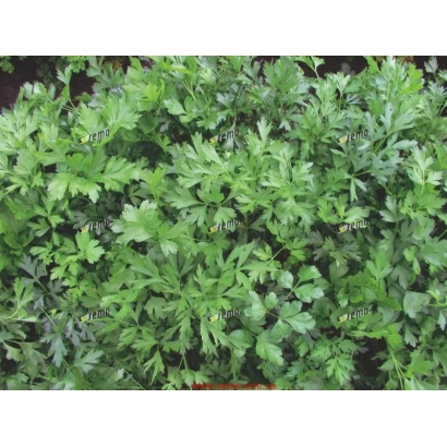 Свежая петрушка на грядке - Фестиваль