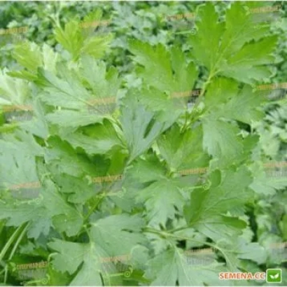 Свіжа зелень петрушки на грядці - Фрісон