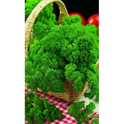 Кошик з кучерявою петрушкою на червоному клітинному ткани - ХЛОПЕЦ КУЧЕРЯВИЙ