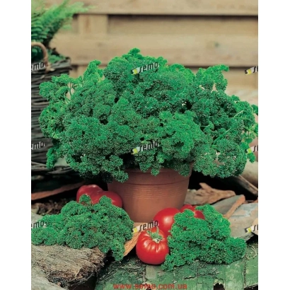 Густая зелёная петрушка в горшке с помидорами на фоне деревянной стены - КАДЕРАВА
