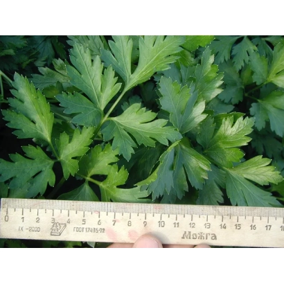 Свежая петрушка с линейкой для масштаба - Новас