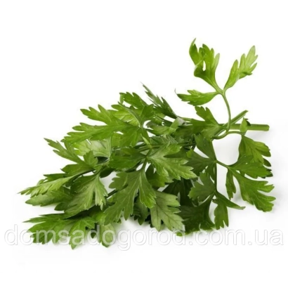 Свіжа петрушка на білому фоні - Піоне
