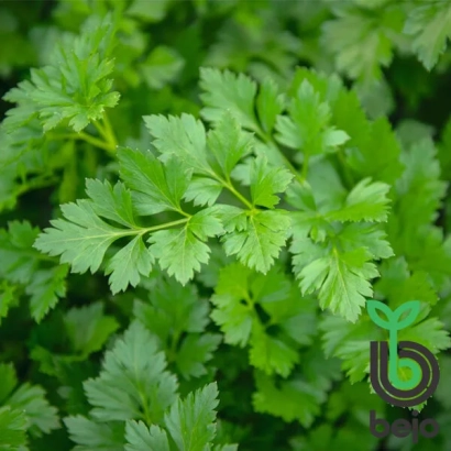 Свежая петрушка на фоне зелени с логотипом бренда - Риалто