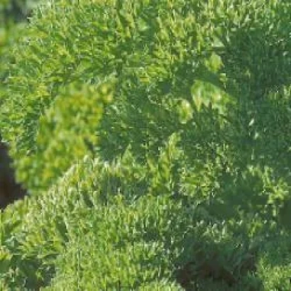 Свежая зелень петрушки Рина РЦ