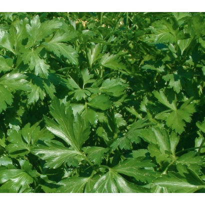 Свежая петрушка Рондо