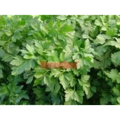 Свежая петрушка Росава на фоне зелени