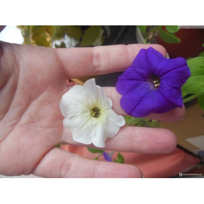 Ручка держит белые и фиолетовые цветы петунии - МАРУСЯ