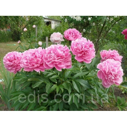 Розовые пионы на фоне зелёных листьев и дома - АЛЕК