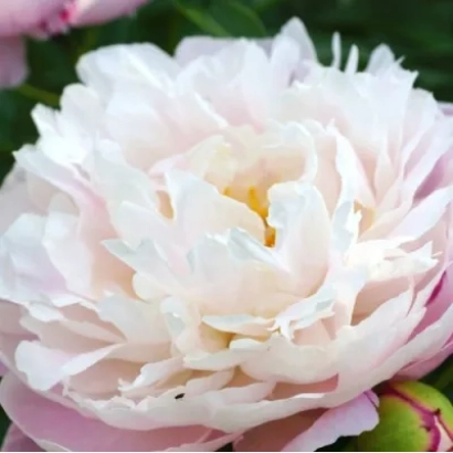 Пион сорта АЛЕКСАНДРА на фоне зелени