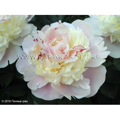 Пион Анастасия на фоне зелени