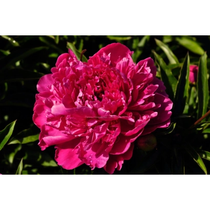 Close-up of a bright pink peony-like rose against green foliage - APASSIONATA