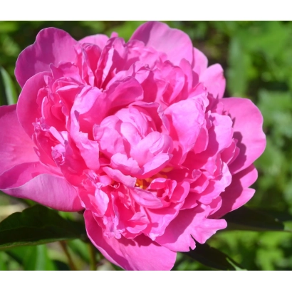 Розовый пион Ясочка на зелёном фоне