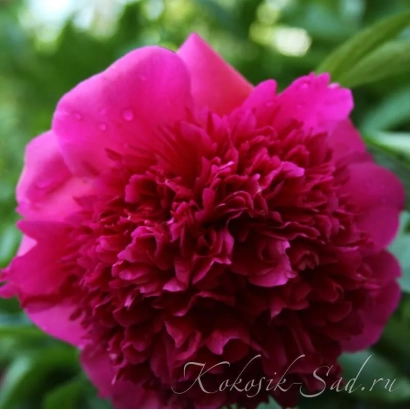 Крупный план ярко-розовой пионовидной розы на фоне зелени - Аврора