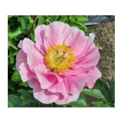 Pink peony against green foliage - BASHKIR PEARL