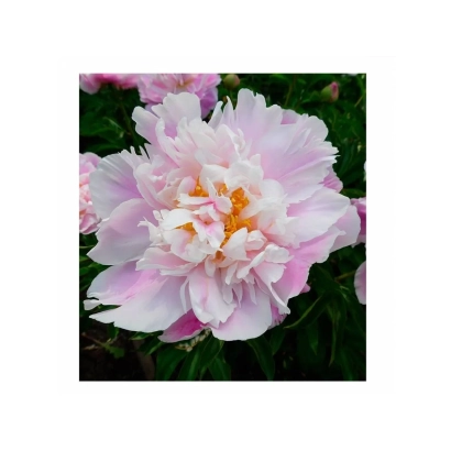 Пион розовый на зелёном фоне - БАШКИРСКИЙ СУВЕНИР