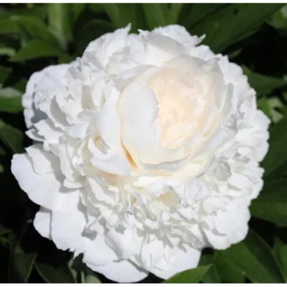 Белая пионовидная роза на фоне зелени - БЕЛЫЙ НОВОСИБИРСКИЙ