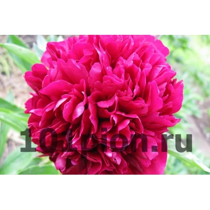 Крупний план яскраво-розового пиону на фоні зелені з текстом 10piyon.ru - Бенефіс