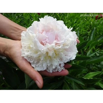 Пион сорта Blush Queen Peony в руке на фоне зелени - БЛАШ КВИН