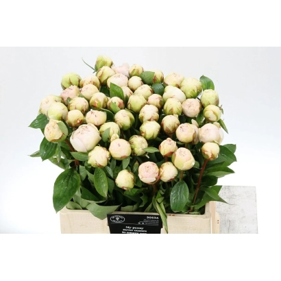 Букет пионов сорта Боул оф Крим в белой коробке