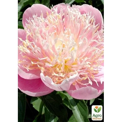 Рожевий піон з ніжними пелюстками та зеленою листяною масою на фоні - ЧАЙНА МЕЙД