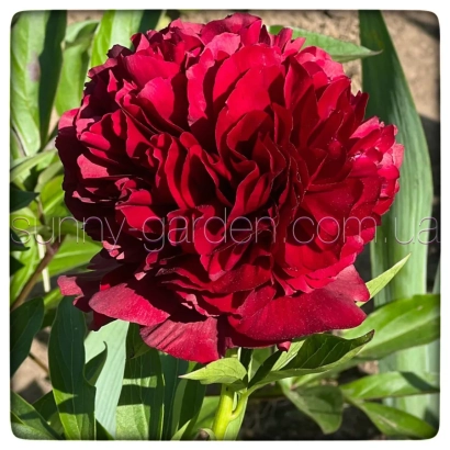 Красный пион на фоне зелени - Чаклунка