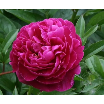 Крупний план яскраво-рожевого пиону на зеленому фоні - ЦИНЦИ́НАТІ