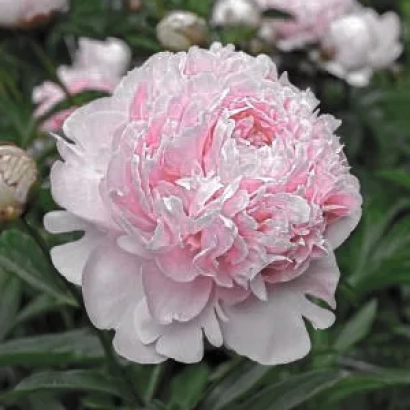 Розовая пион на фоне зелени - ЧИНГИЗ ХАН