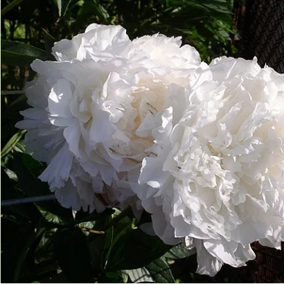 Белые пионы на фоне зелени - ДОКТОР ДЖЕЙ АШ НИЛИ