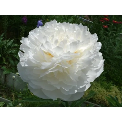 Белый пион на фоне зелёных листьев и цветов - ДЖЕЙМС ЛЕВИС