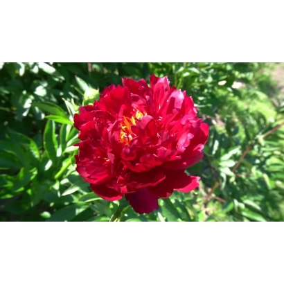 Червоний піон на фоні зелені - Фаворит