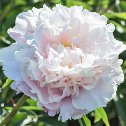 White peony on green background - GARDENIA