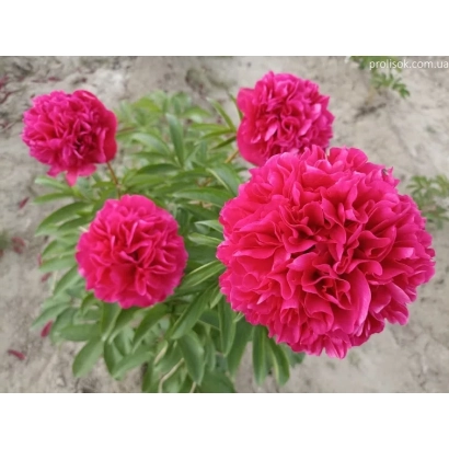 Яскраво-рожеві піони на фоні землі - ГОВАРД Р.ВОТКИНС