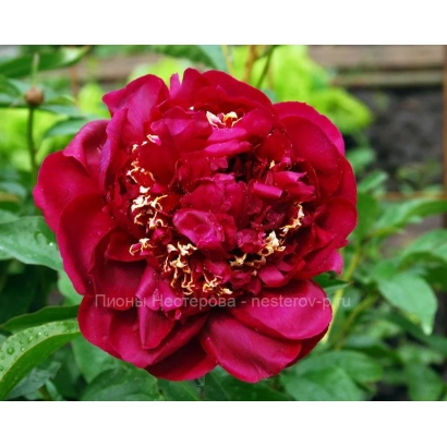 Крупный план красного пиона на фоне зелени - ИННОВЕЙШН